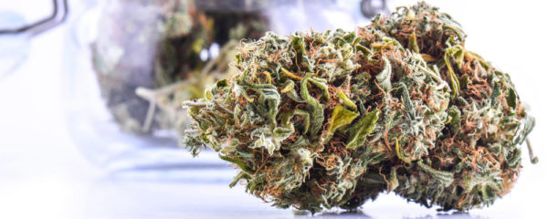 fleur de cannabis