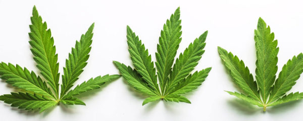 indica sativa